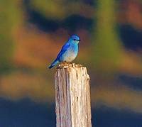 Mountain Blue Bird in the Tahoe National Forest