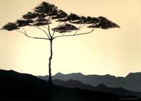 Tree & Mountains Silhouette