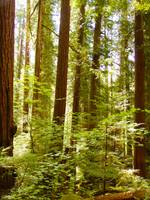 Western Cascades forest