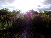 Sunny Cacti