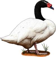Black-Necked Swan