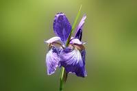 Japanese Iris - Iris sanguinea