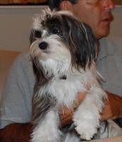 Shadow - Chinese Crested