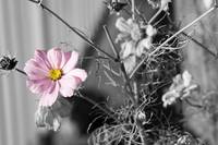 pink_flower 2