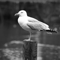 Posing seagull BW