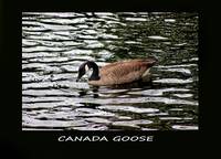 Canada Goose Poster