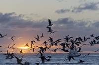 Gulls At Sunset