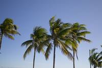 Palms in the breeze
