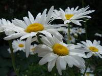 bunch of white daisies