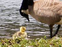 129 Mother Goose - Colorado