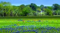 Decorative Texas Homestead Bluebonnets Meadow H325