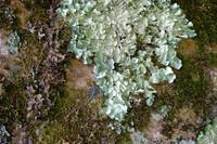Lichens landscape