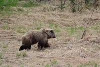 Wild Brown Bear in Alaska