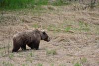 Wild Brown Bear in Alaska