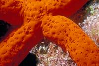 Orange Starfish Detail