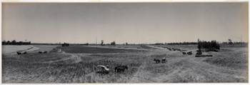 Panorama of Harvesting wheat, Narramine Station, N