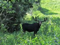 Moose in Little Cottonwood Canyon, Utah - 1