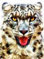 Snow Leopard 9x12