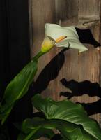 Calla Lily and Shadow