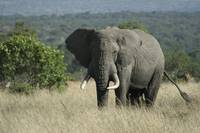 African Elephant ( Loxodonta Africa) Tembo