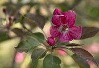 Branch of Blooming Pink Apple Tree Close Up View