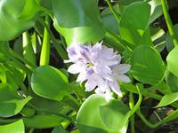 Water Hyacinth 1
