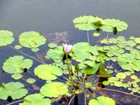 Water Lilies in Bloom 7