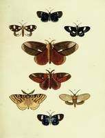 Butterfiles from Asia, Africa and America, Amsteld