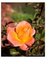 Aesthetic Radiant Peach Rose