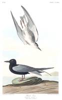 Black Tern, Plate 280