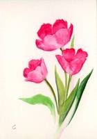 Simple Pink Tulips Watercolor