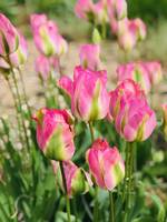 Crazy-Pink Tulips