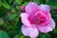 Pink Rose No. 2