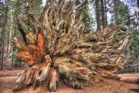 Roots of a Fallen Sequoia Tree