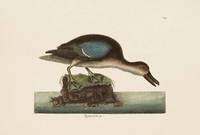 Mark Catesby~The Blue-Wing Teal, The Natural Histo