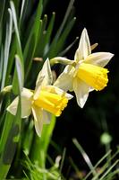 Daffodils5697