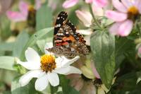 Painted Lady Butterfly 2020 III