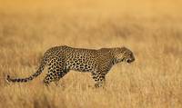 Kenya Wildlife pictures