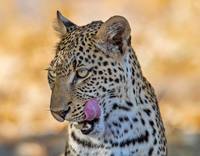 Botswana Wildlife pictures