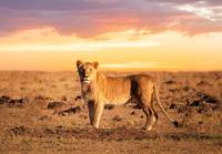 Masai Mara Wildlife pictures