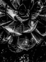 closeup succulent plant texture in black and white