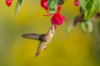 Rufous Hummingbird [Selasphorus rufus]_BiHu-2950