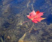 Leaf in the River