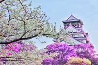 Cherry Blossom Tree - Infrared - Purple
