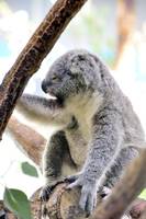 Koala, In Tama Zoo