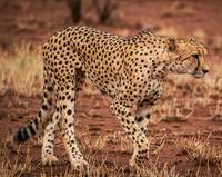 Nxai Pan,Botswana wildlife  Pictures