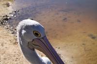 Australian Pelican resting along creek-bed