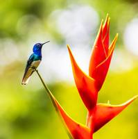 Panama wildlife  Pictures
