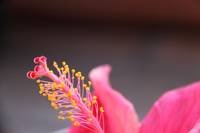Pink Hawaiian Hibiscus