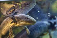 Animal Amphibian Axolotl Newt Salamander  IMG_5705